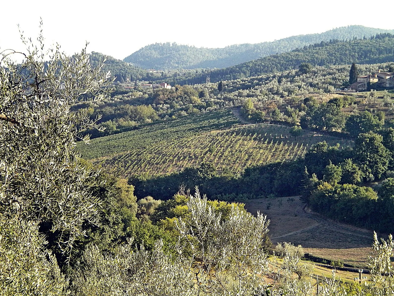 Vigneti e oliveti sulle colline di Carmignano, località La Serra, con il Montalbano boscoso sullo sfondo